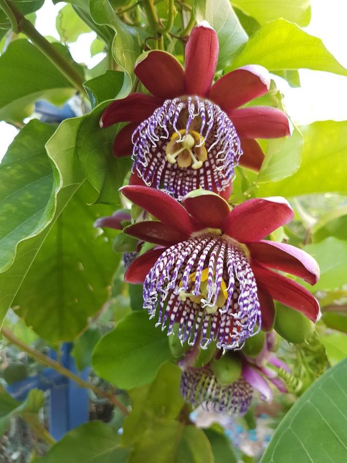 Sea Flower Villa Bali Crete Vlikhadha ภายนอก รูปภาพ